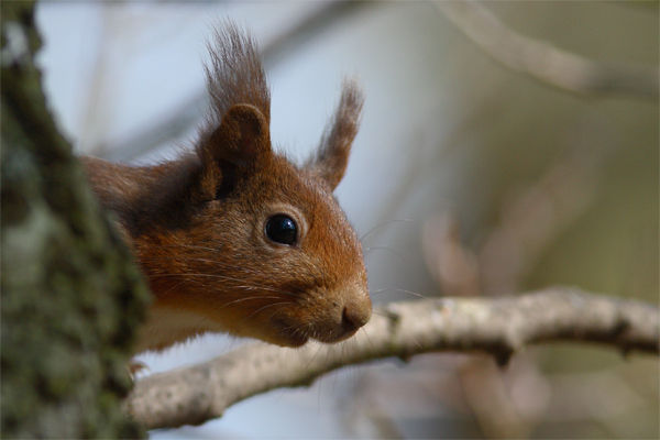 Red Squirrel